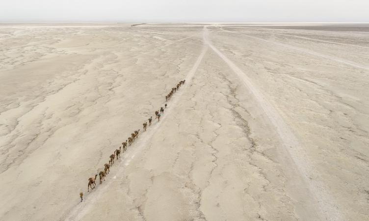 Edward Burtynsky Camel Caravan #1, Danakil Depression, Ethiopia, 2018 © Edward Burtynsky, courtesy Nicholas Metivier Gallery, Toronto / Flowers Gallery, London