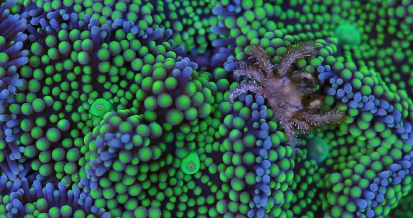 Natural History Redux - Coral Morphologic